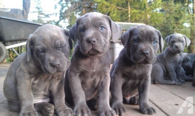 Cane-Corso-Welpen