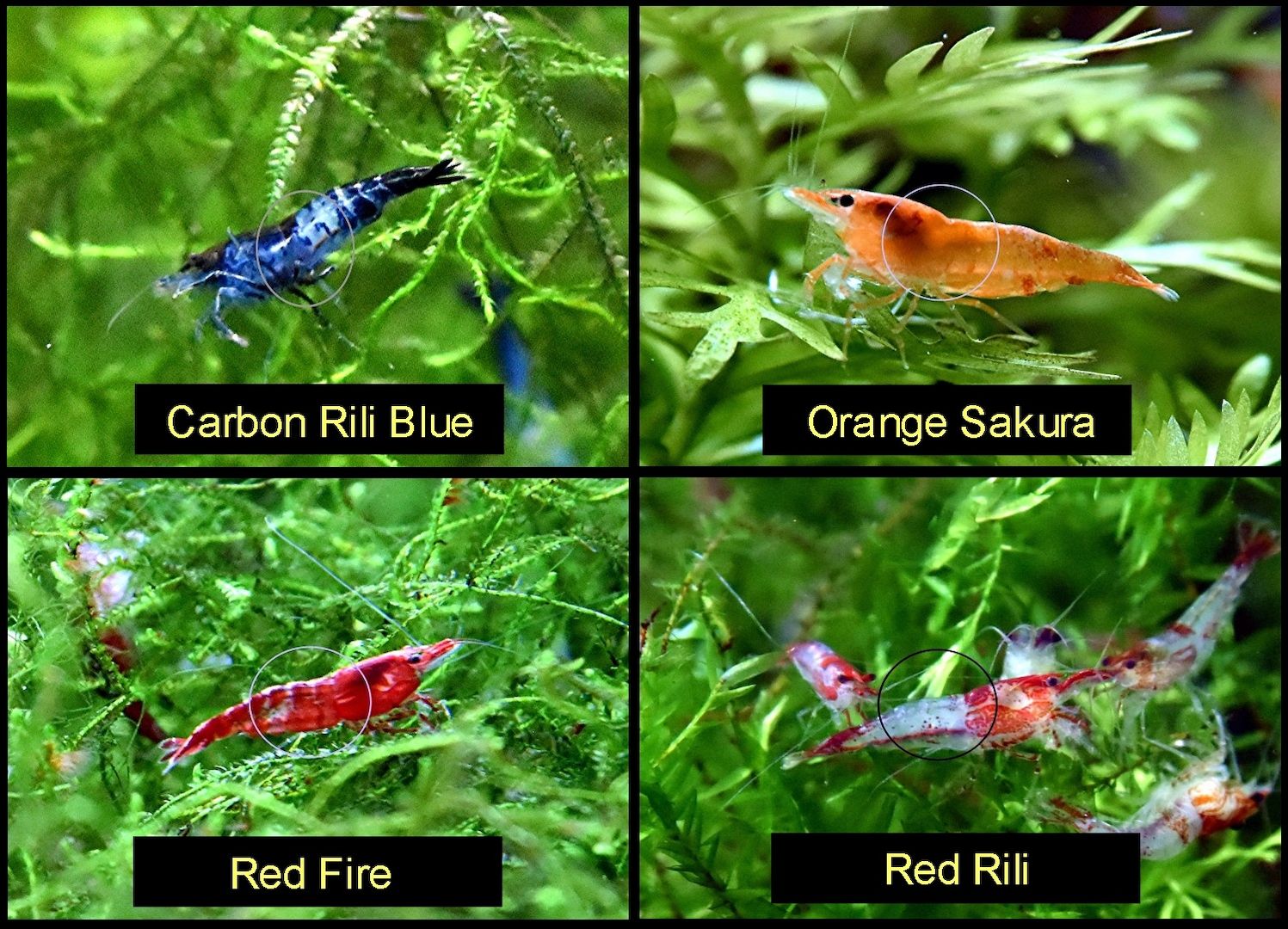 Zwerggarnele, Carbon Rili Blue, Orange Sakura, Red Fire, Red Rili