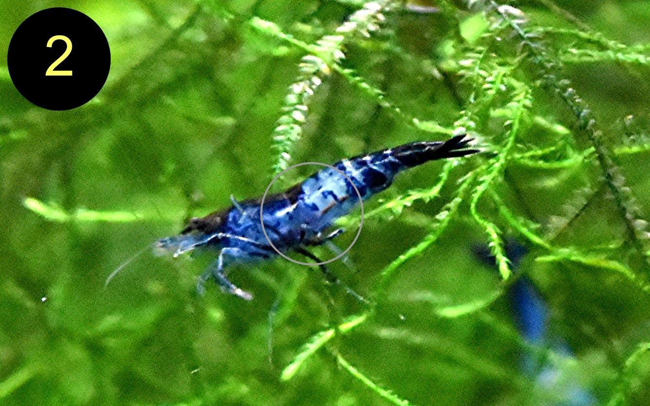 Zwerggarnele, Carbon Rili Blue, Orange Sakura, Red Fire, Red Rili