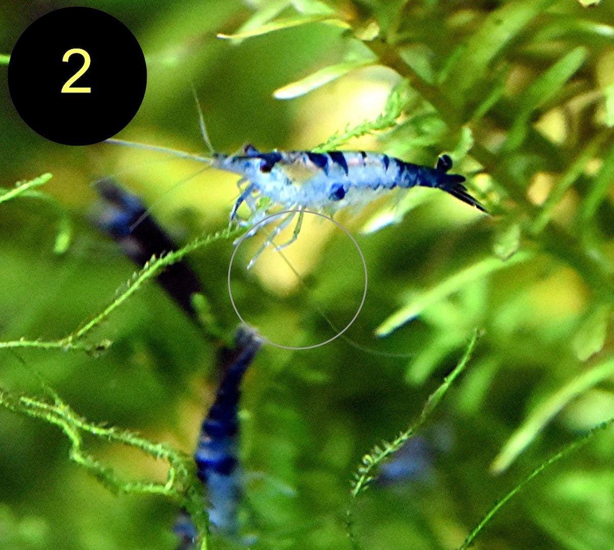 Zwerggarnele, Carbon Rili Blue, Orange Sakura, Red Fire, Red Rili