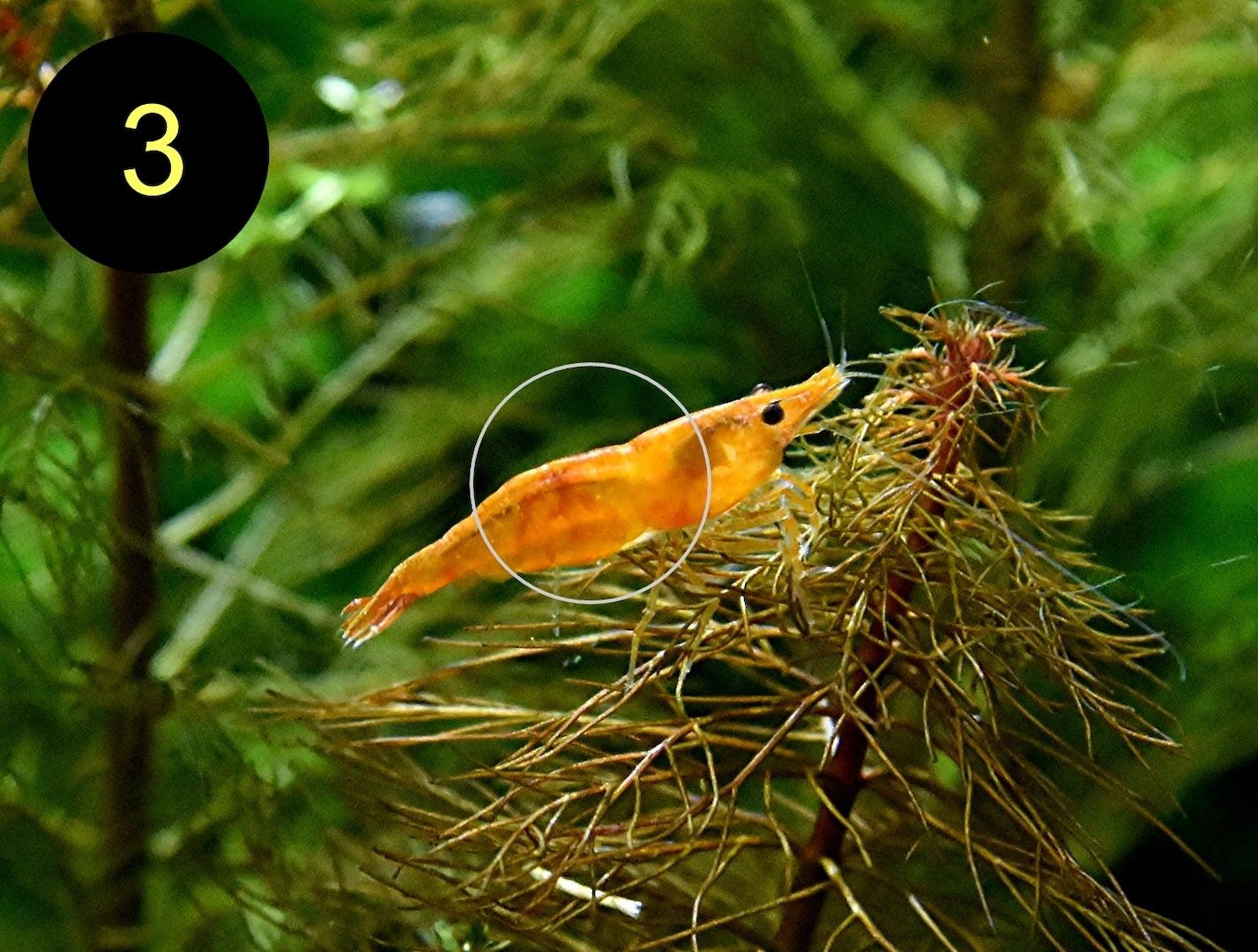 Zwerggarnele, Carbon Rili Blue, Orange Sakura, Red Fire, Red Rili