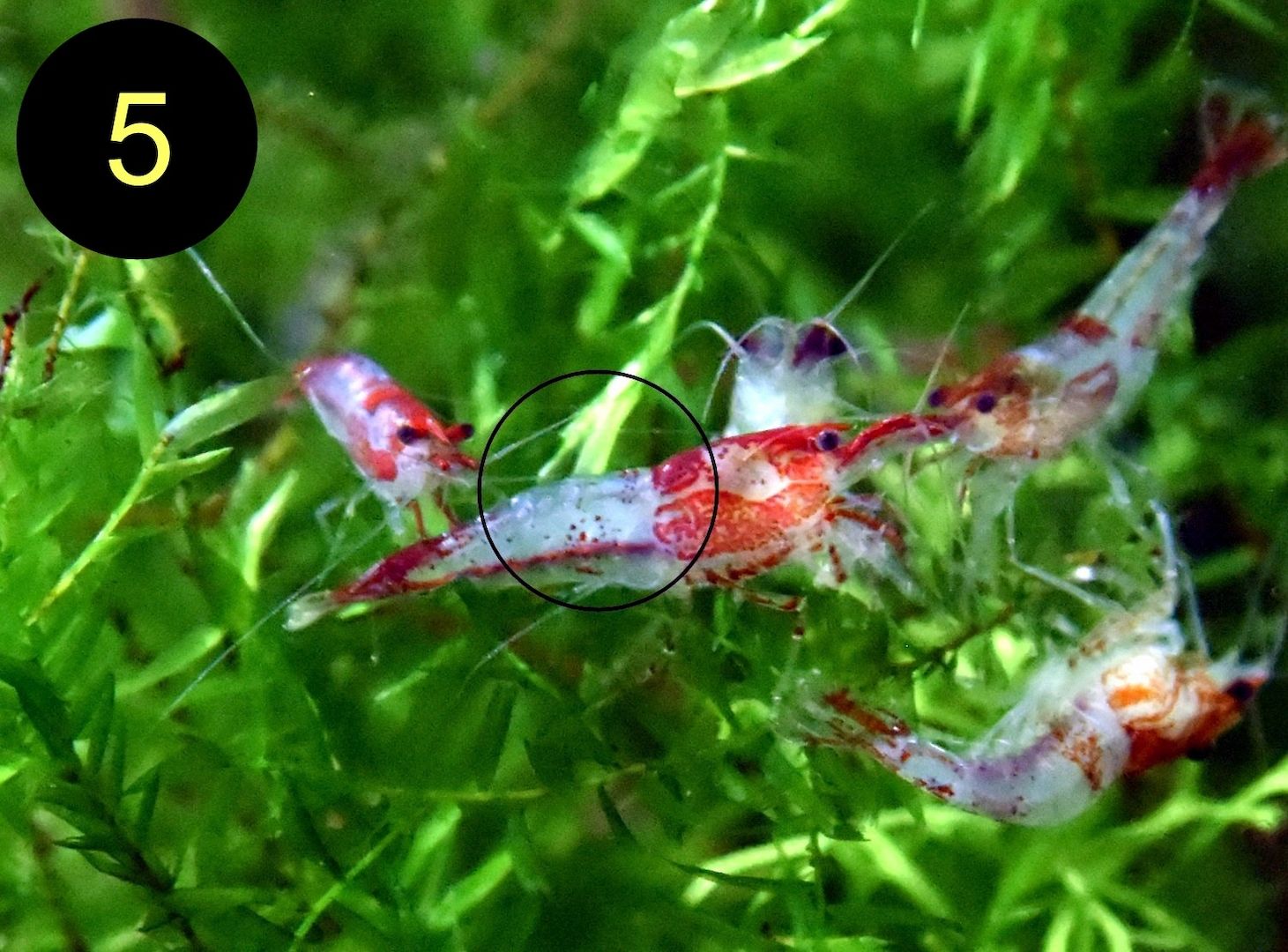 Zwerggarnele, Carbon Rili Blue, Orange Sakura, Red Fire, Red Rili