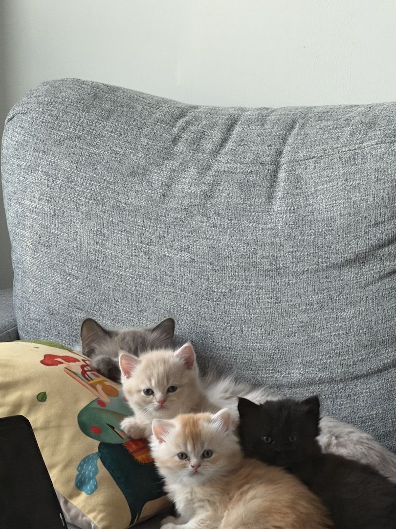 Wunderschöne Kitten (Ragdoll–British Shorthair Mix) suchen ein Zuhause 🐾