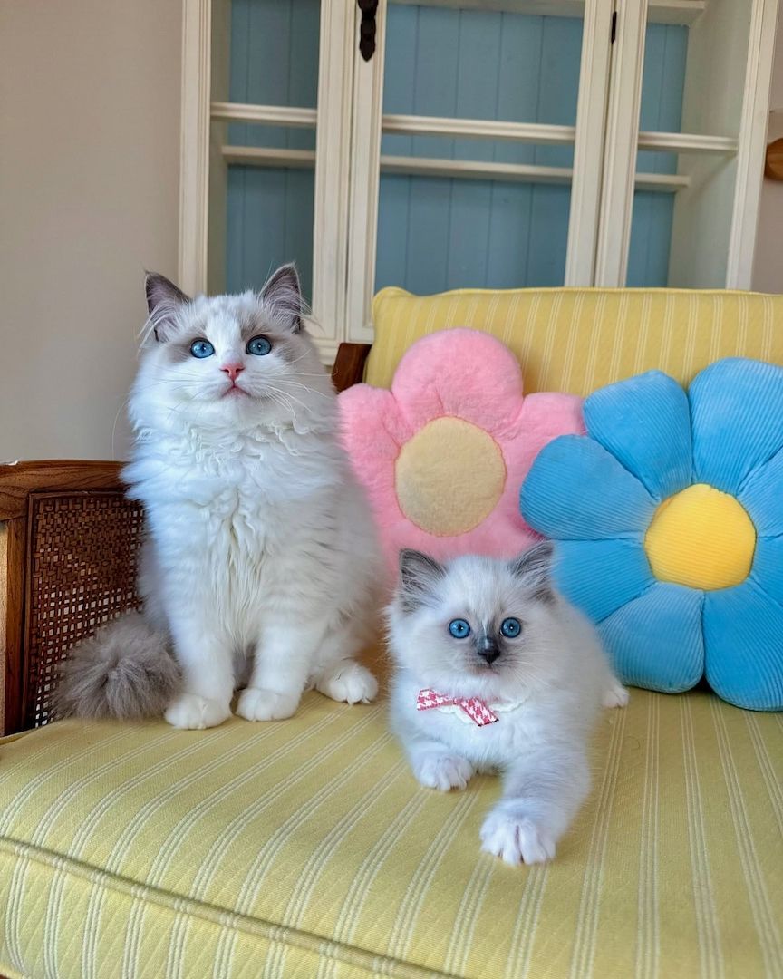 Reinrassiges Ragdoll-Kätzchen