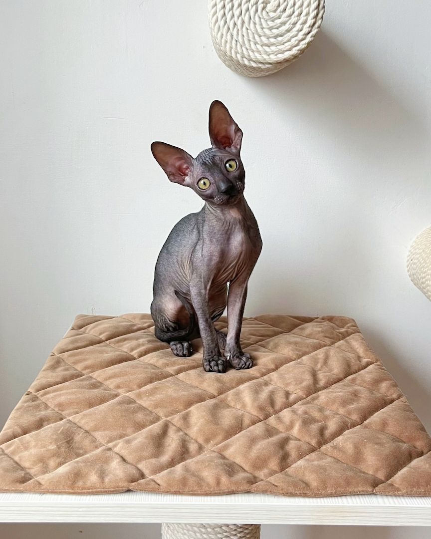 *Sphynx-Kätzchen in Premiumqualität abzugeben