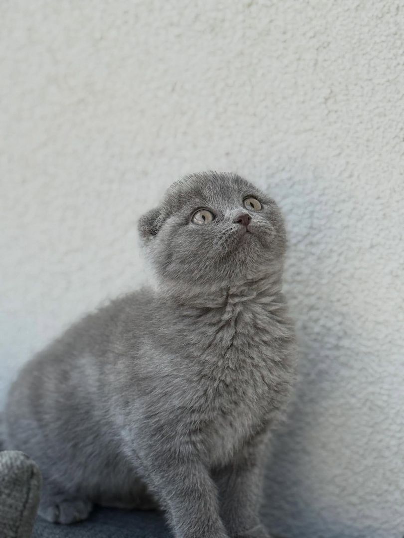 Wunderschönes Scottish-Fold-Kätzchen