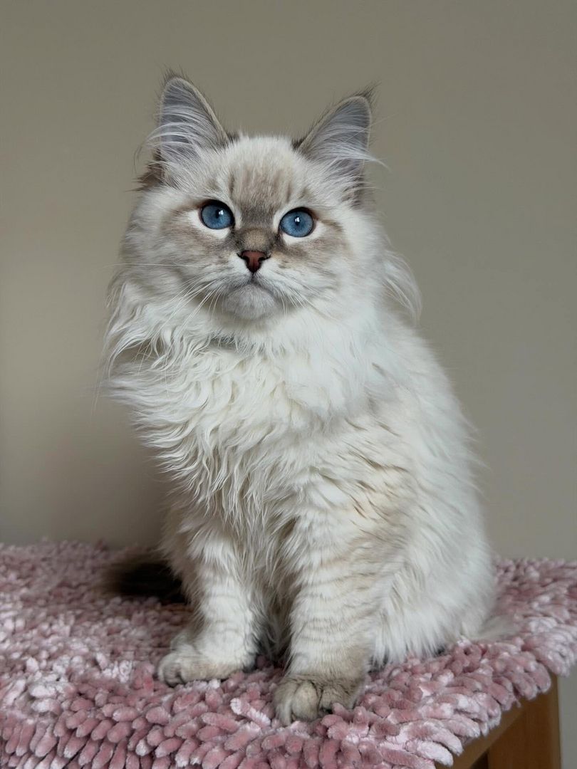 Wunderschönes Sibirisches Kätzchen