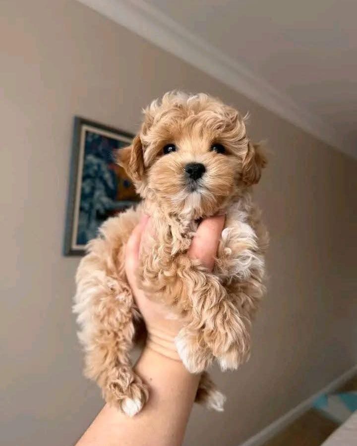 Bezaubernde Maltipoo