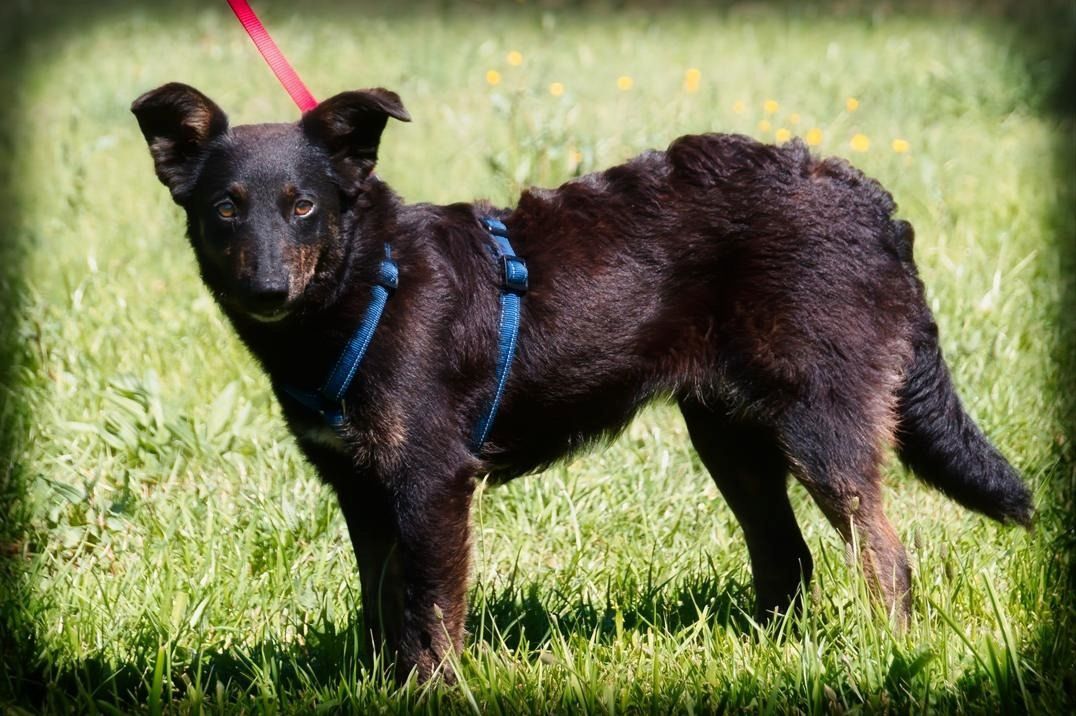 Amora - eine liebe Seele