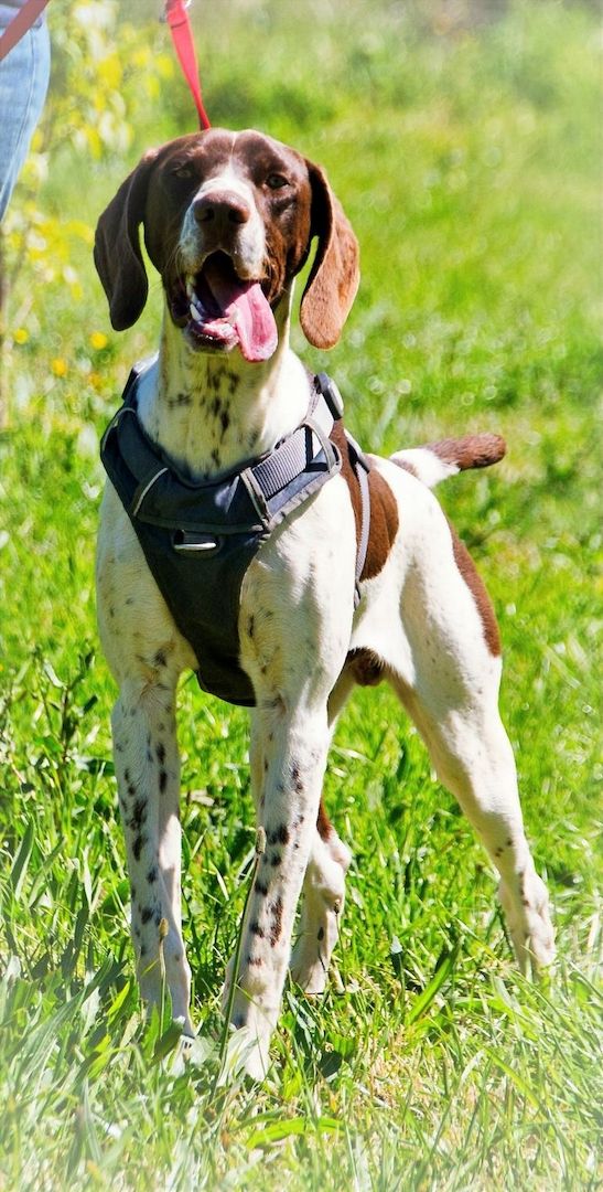 Scout - bereit für Abenteuer