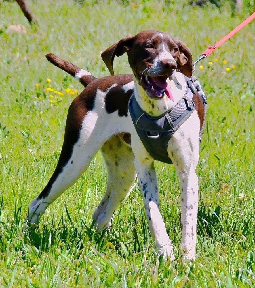 Scout - bereit für Abenteuer