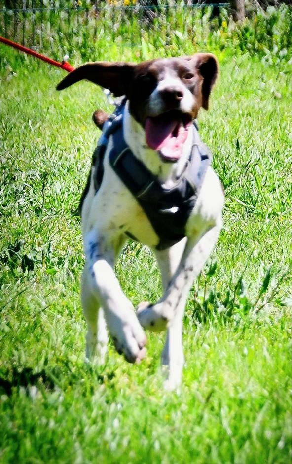 Scout - bereit für Abenteuer