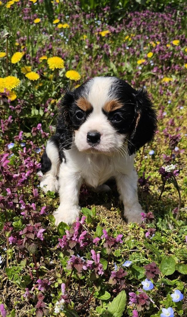 Cavalier King Charles Spaniel Junge