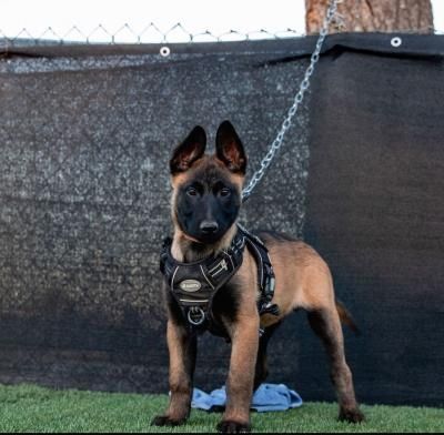 Belgische Schäferhundwelpen