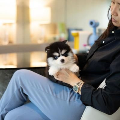 Pomsky-Welpen verfügbar