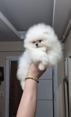 Zwergspitzwelpen verfügbar