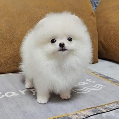 Pommersche Welpen verfügbar