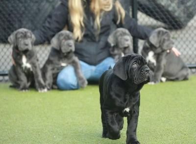 Neapolitanische Mastiff-Welpen