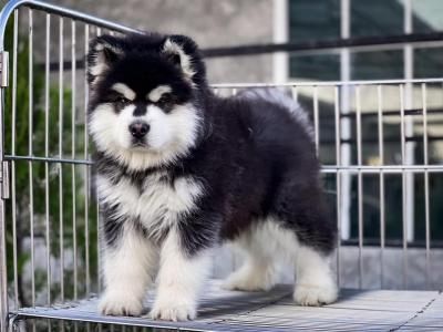 Alaskan Malamute-Welpen verfügbar