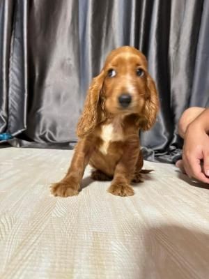 Cocker Spaniel Welpen