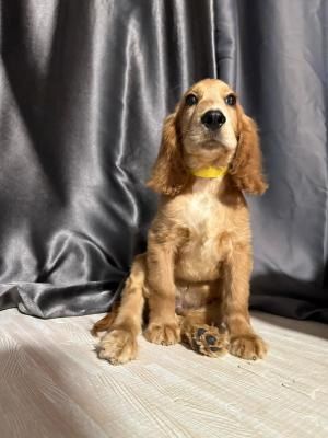 Cocker Spaniel Welpen