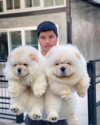 Chow-Chow-Welpen