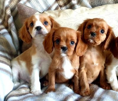 Cavalier King Charles Spaniel Welpen