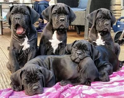 Cane Corso-Welpen