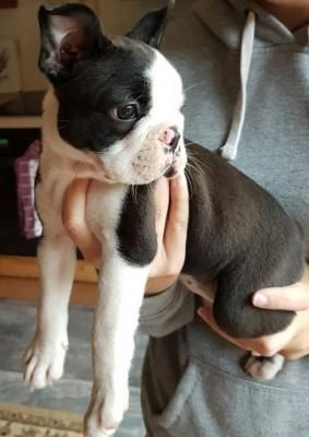Boston Terrier-Welpen
