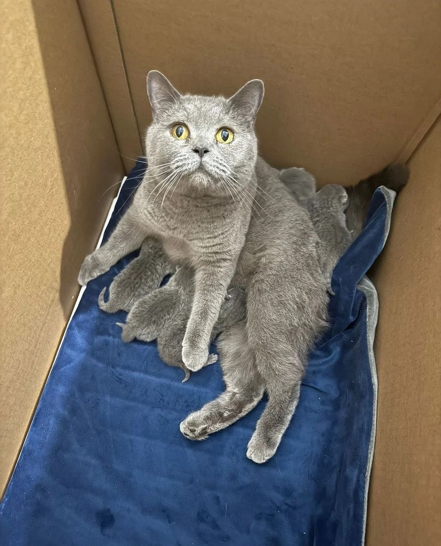 5 Britisch Kurzhaar-Kätzchen