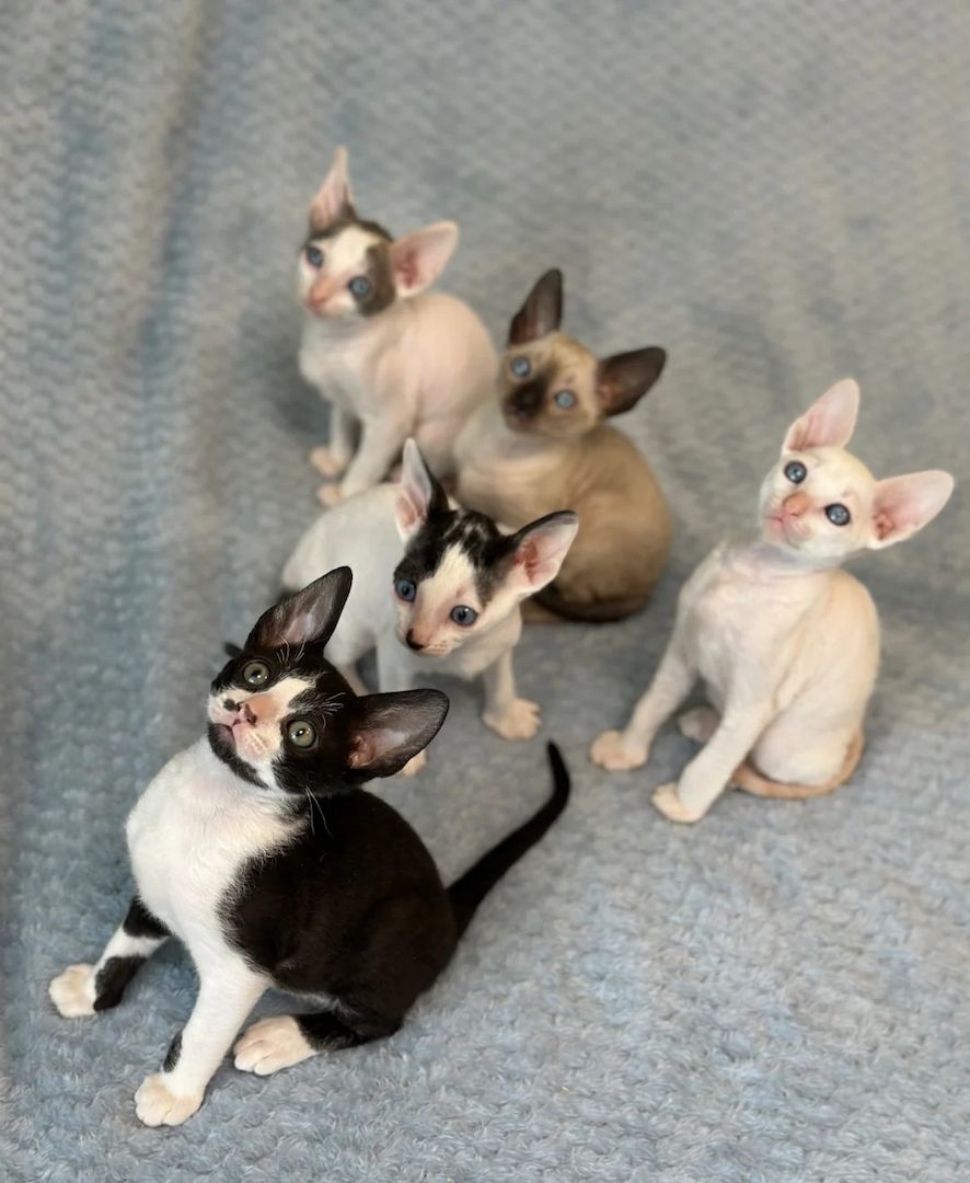 Wunderschöne Cornish Rex Kitten