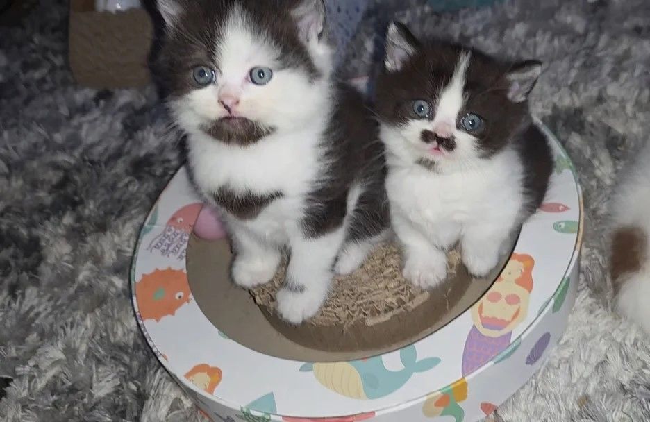 reinrassiges Munchkin-Kätzchen (Kurzbein).