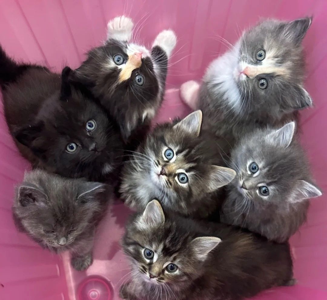 Atemberaubend schöne norwegische Waldkätzchen