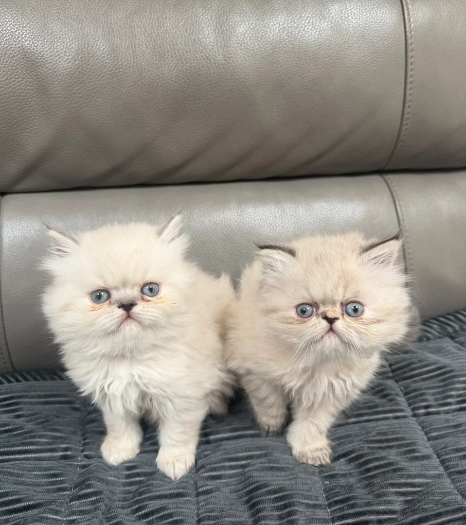 Zwei wunderschöne Perserkatzen