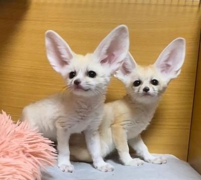 Registrierte Fennec-Füchse zu verkaufen