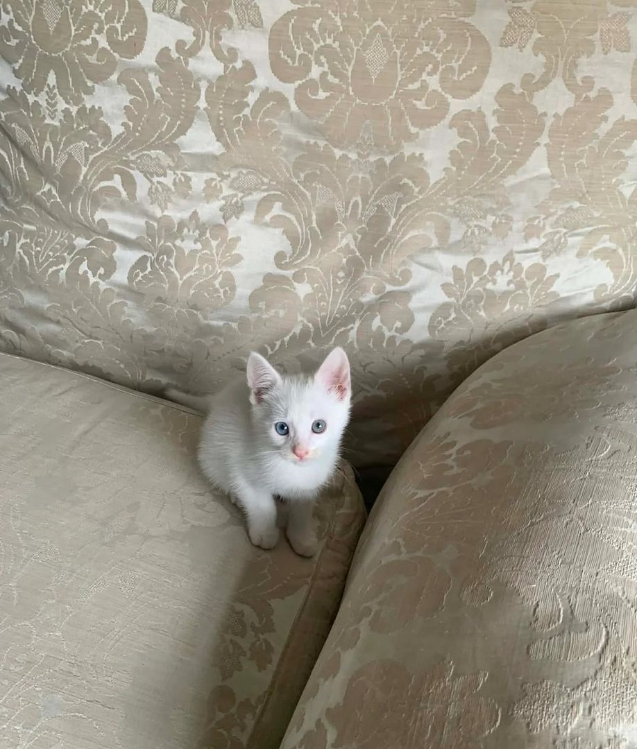 Türkische Agonda-Kätzchen