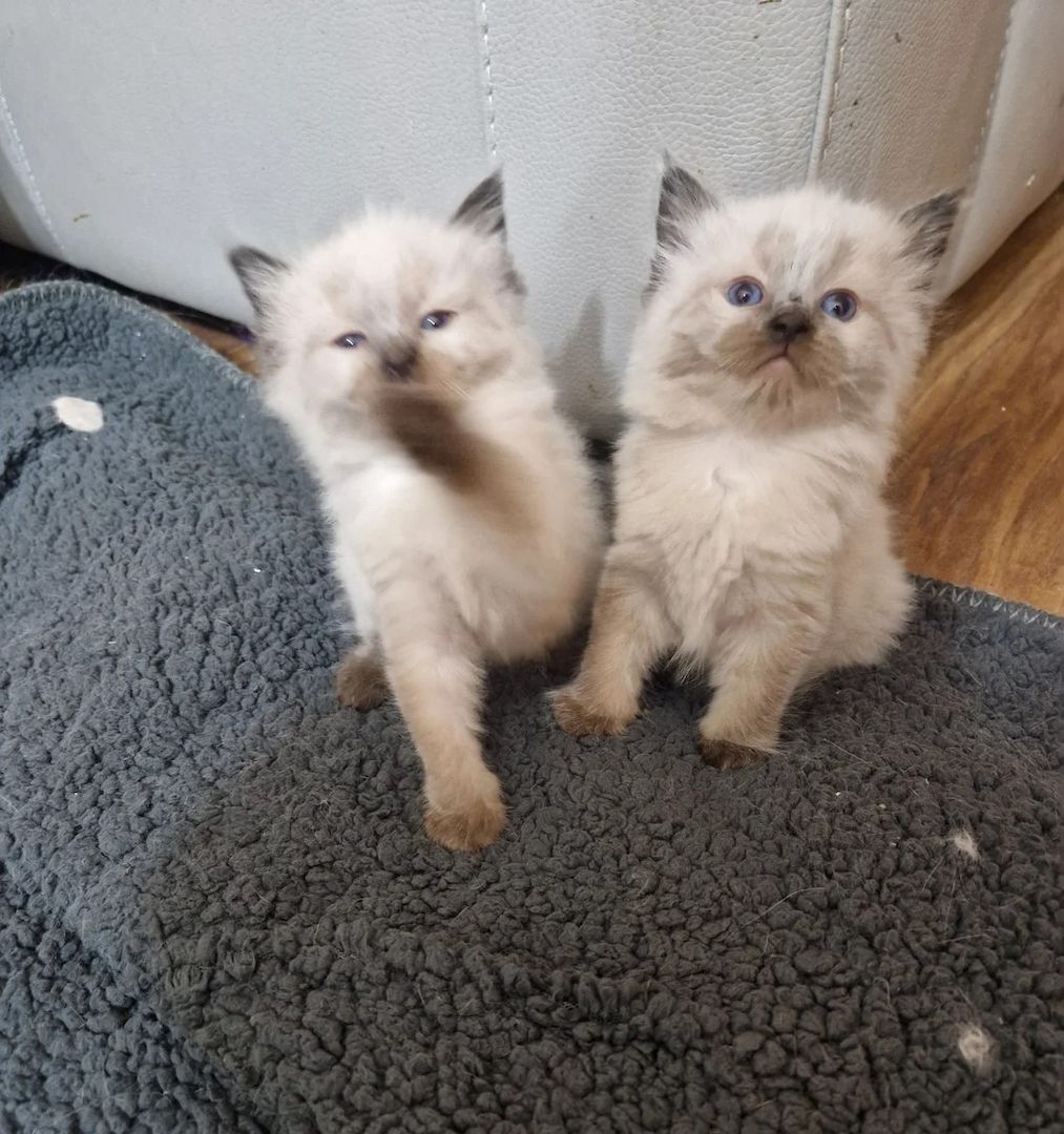 🐾 Bezaubernde Ragdoll-Kätzchen suchen ein liebevolles Zuhause 🐾