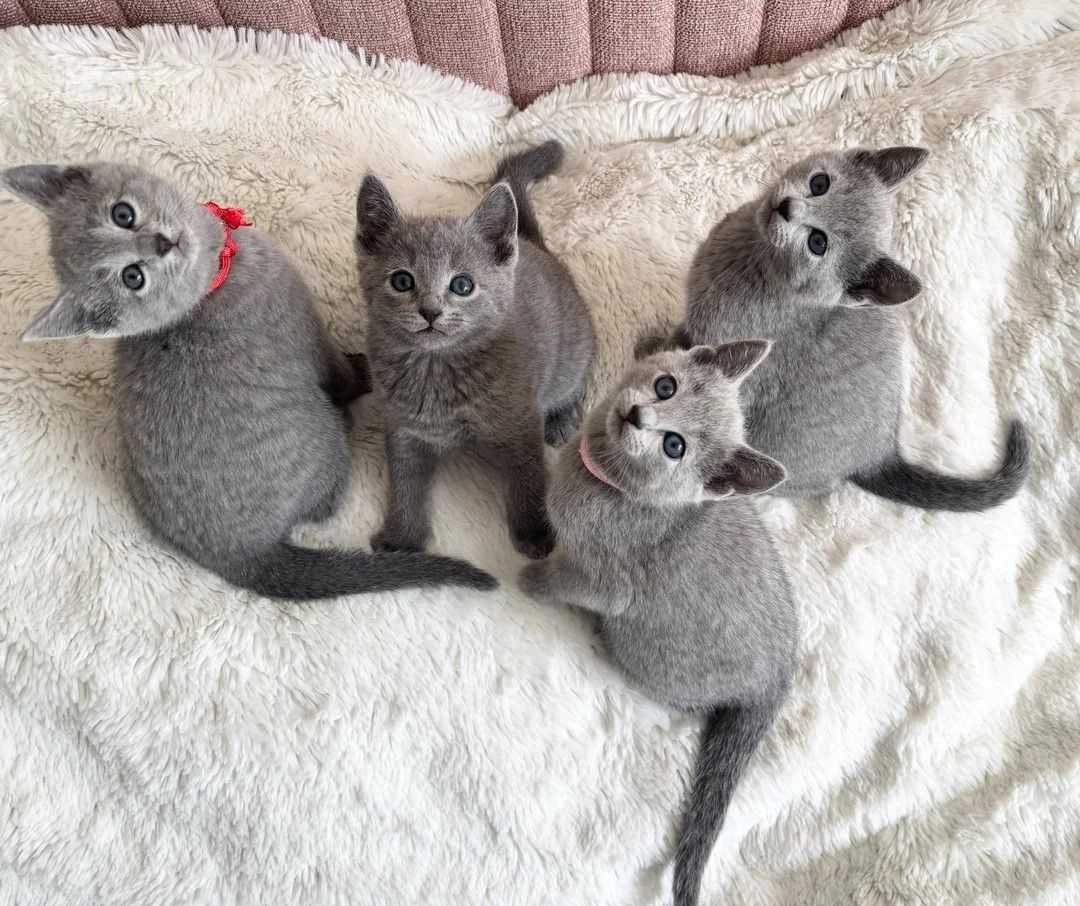 Wunderschöne Russisch Blau Kätzchen