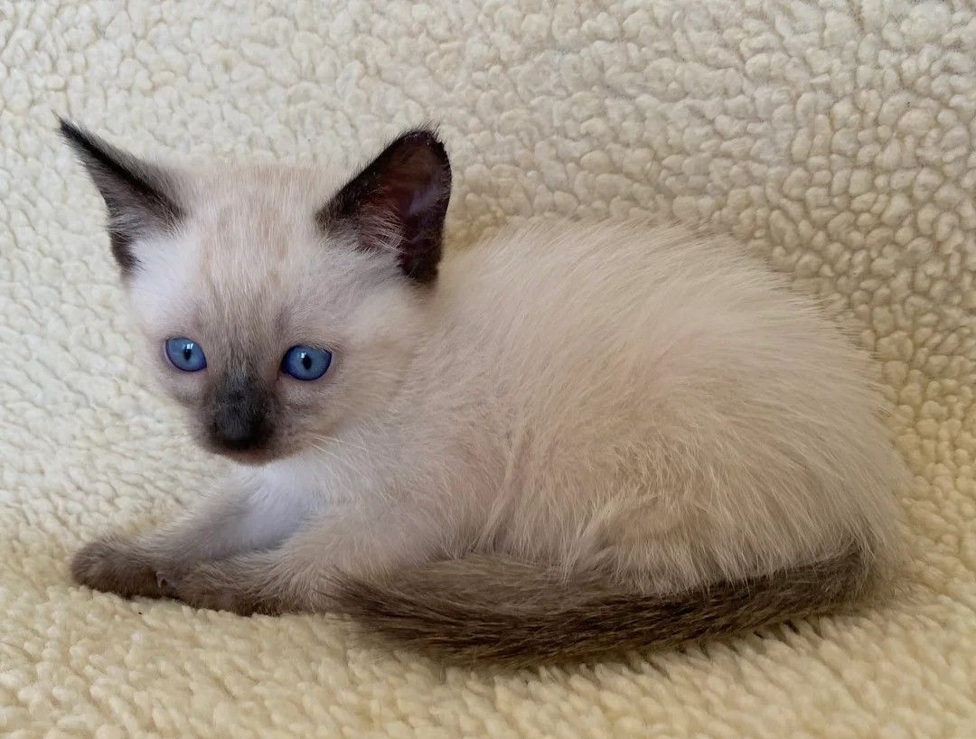 Traditionelle Seal-Point-Siamkatze (weibliches Kätzchen)