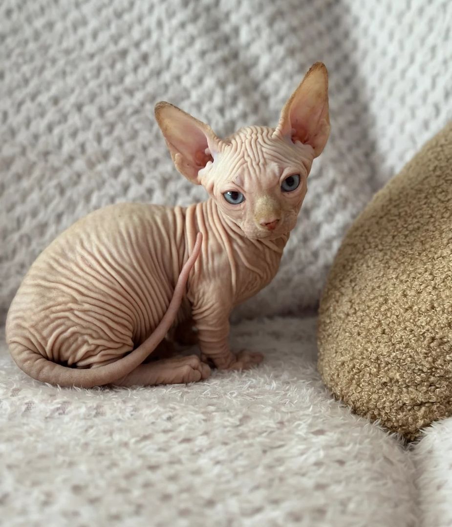 Kanadische Sphynx-Kätzchen