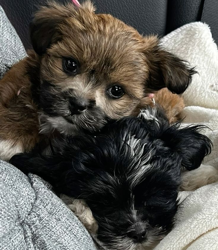 Russische Bolonka Welpen – liebevoll aufgezogen