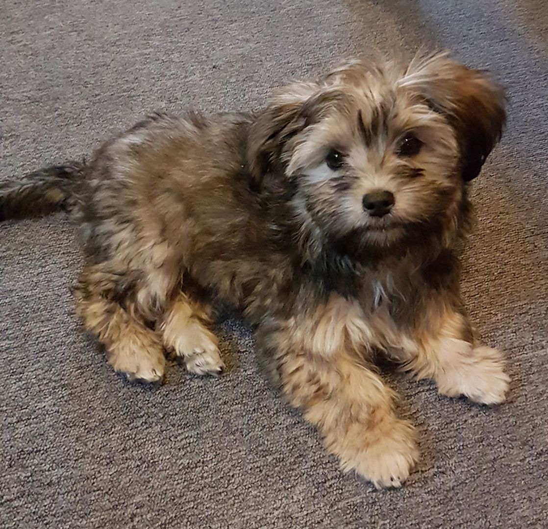 Russische Bolonka Welpen – liebevoll aufgezogen