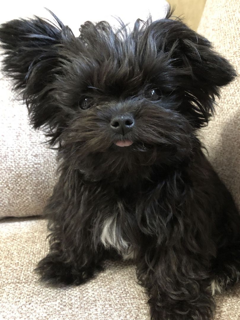 Russische Bolonka Welpen – liebevoll aufgezogen