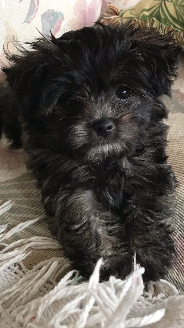 Russische Bolonka Welpen – liebevoll aufgezogen