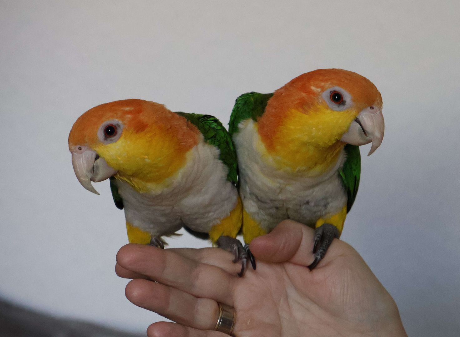 Zwei zutrauliche Rostkappenpapageien