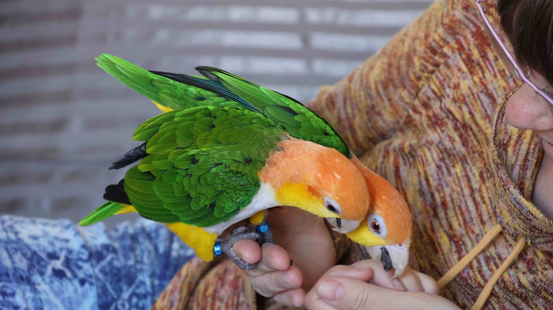 Zwei zutrauliche Rostkappenpapageien