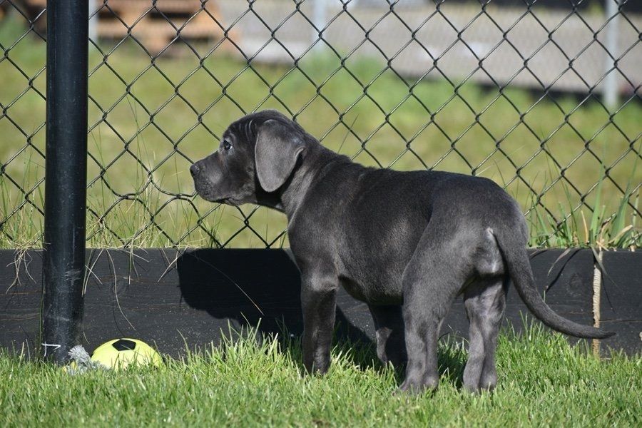 Cane Corso Welpen, blau