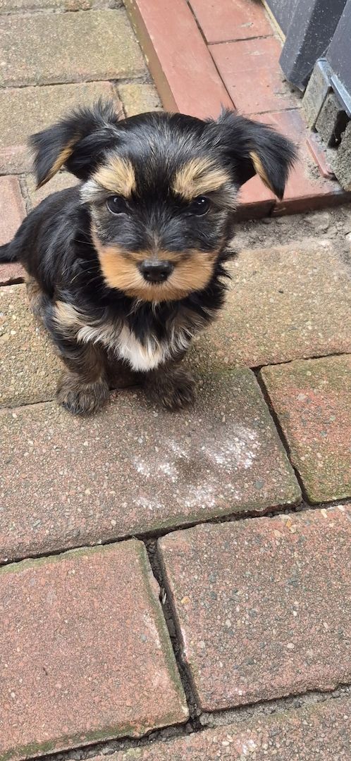 Süße Welpen zuverkaufen