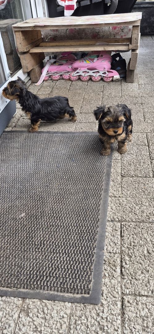 Süße Welpen zuverkaufen