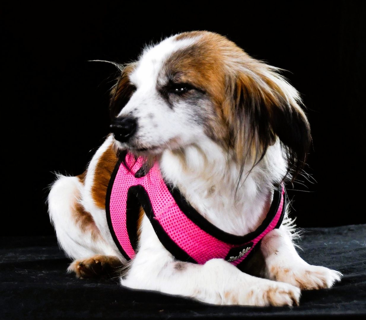 Pipoca - tapfer und liebenswert